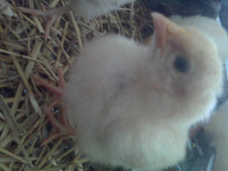 61108_chick.jpg
