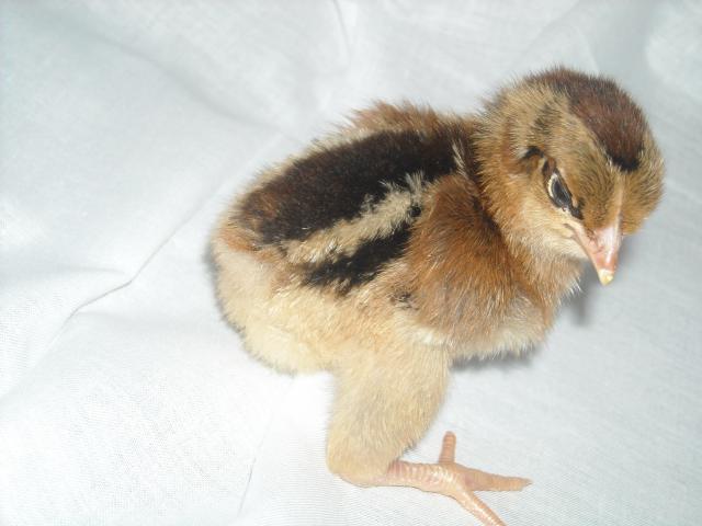 61151_chick_003.jpg
