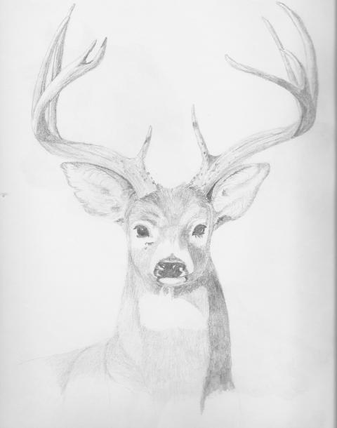 61151_deer3.jpg