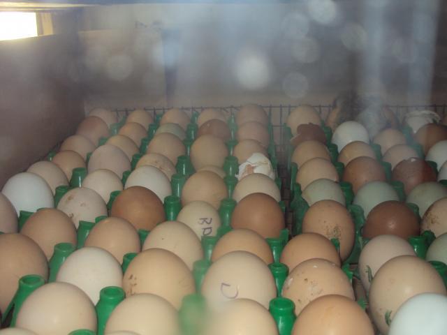 61206_hatch_day_002.jpg