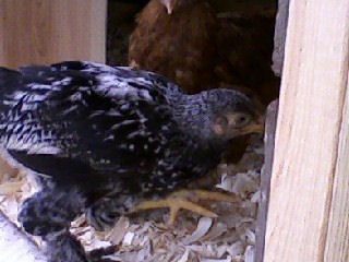 61209_chickens_2.jpg