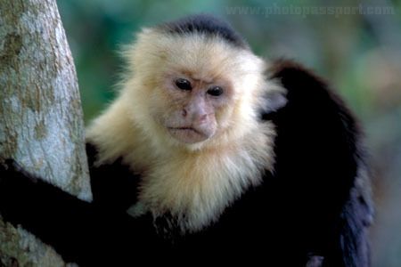 61209_costa_rican_monkey.jpg