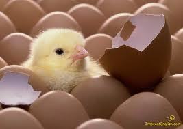 61209_cute_baby_chick.jpg