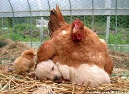 61209_hen_laying_on_puppy.jpg