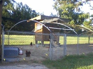 61209_the_chicken_coop_-_another_point_of_view.jpg