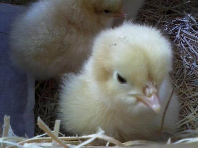 61209_the_new_chicks_buff_orpington_-_2.jpg