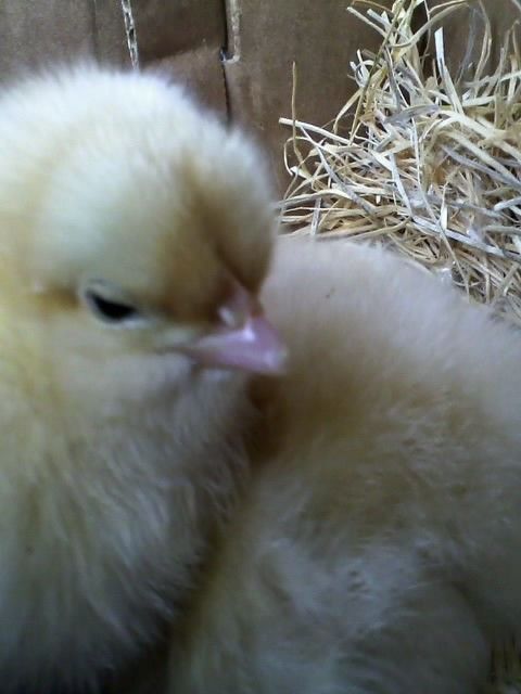 61209_the_new_chicks_buff_orpington_-_3.jpg