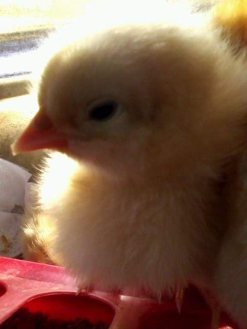 61209_the_new_chicks_buff_orpington_-_4.jpg