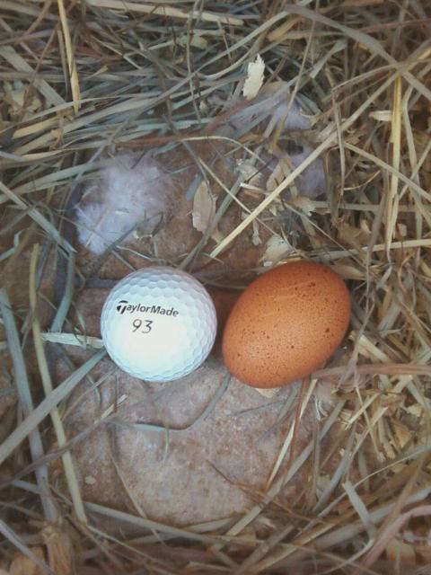 61221_1st_egg_nest_box.jpg