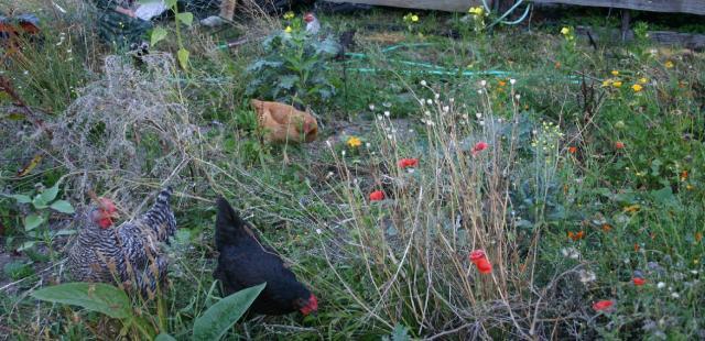 61222_gardenhens.jpg
