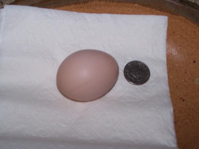 61223_first_egg.jpg