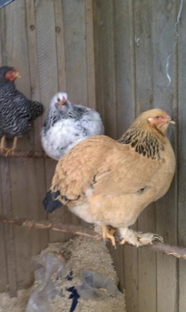 61299_3_french_hens.jpg