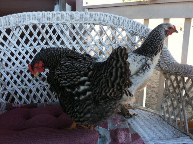 61299_chickies_front_porch_2.jpeg