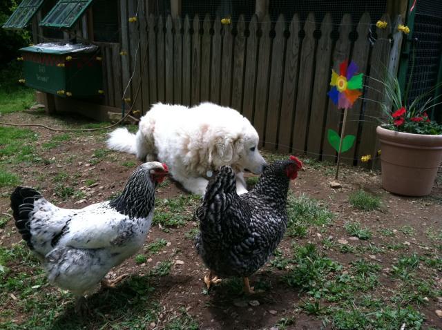 61299_coop_trin_and_amy_pilara.jpg