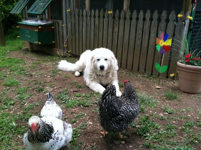 61299_coop_trin_the_farm_dog_and_chksn.jpg