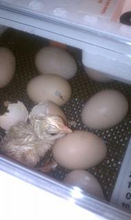 61299_first_chick_fluffed_8_hrs.jpg