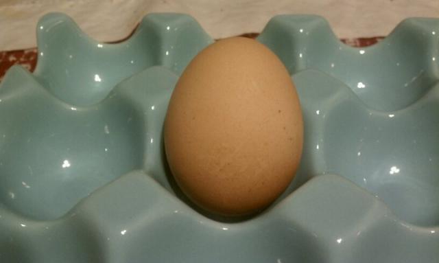 61299_first_egg.jpg