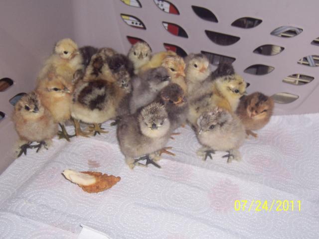 61316_chicks_with_chicken.jpg