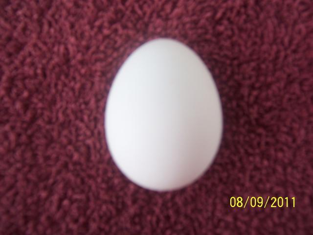 61316_first_leghorn_egg.jpg