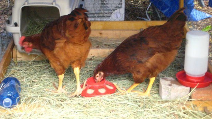 61328_twochickens.jpg