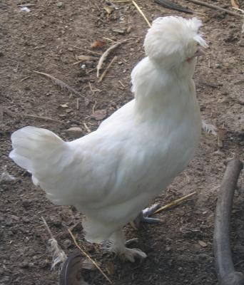 61363_chicken-sultan.jpg