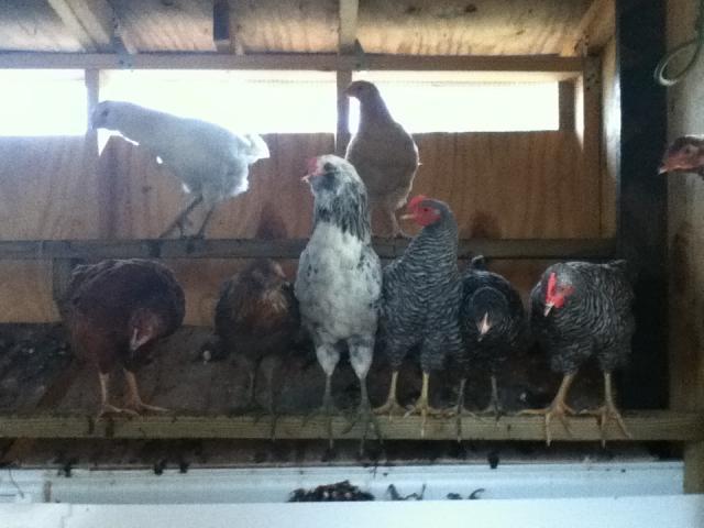 61363_chickens_on_roost.jpg