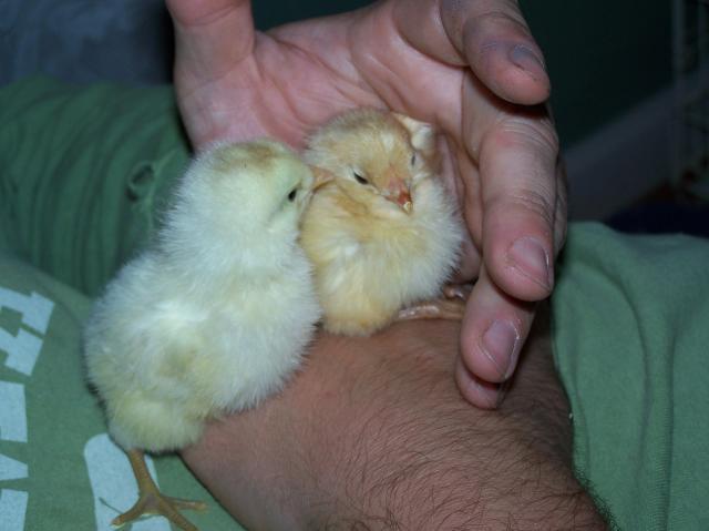 61378_baby_white_chicks.jpg