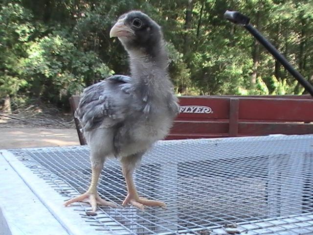 61393_barred_cf_r_080210.jpg