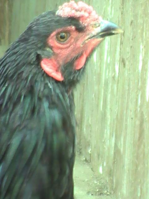 61393_pic_6510.jpg