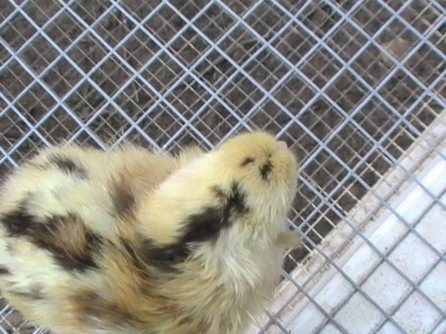 61393_wild_t_r_082910.jpg