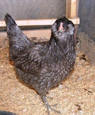 613_bluepullet1.jpg