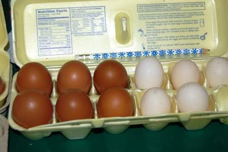 613_eggs_2_22_09.jpg