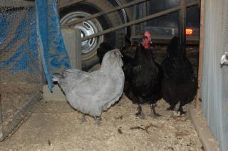 613_lavpullet_01.jpg