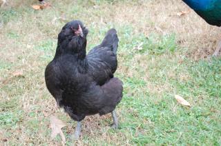 613_splitpullet_01.jpg