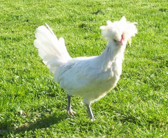 61403_april_9th_chicks_014.jpg
