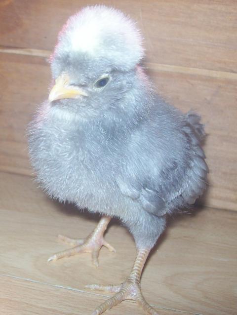 61403_chicks_210511_chick_4.jpg