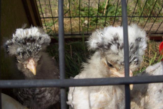 61403_chicks_2611_004.jpg