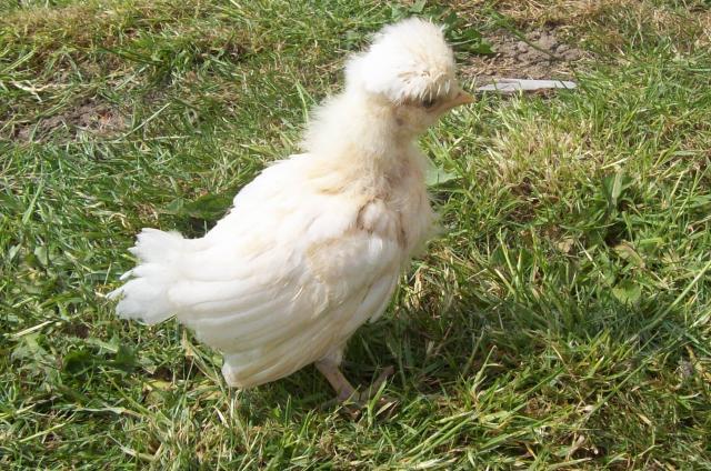 61403_chicks_2611_009.jpg