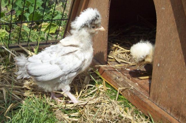 61403_chicks_2611_010.jpg