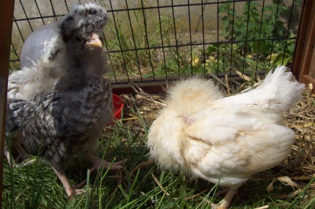 61403_chicks_2611_015.jpg