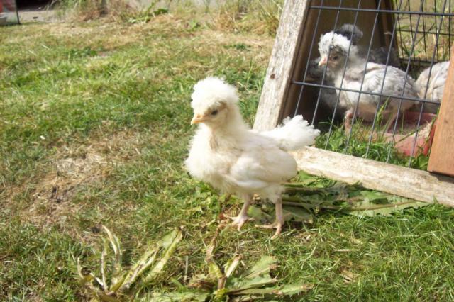 61403_chicks_2611_024.jpg