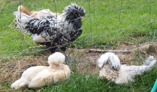 61403_chickschickens_023.jpg