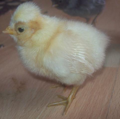 61403_new_pics_of_chicks_007.jpg