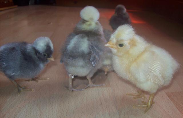61403_new_pics_of_chicks_015.jpg