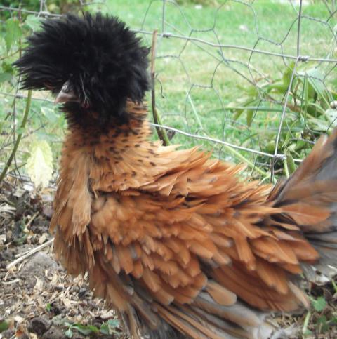 61403_various_pics_garden_and_chickens_035.jpg