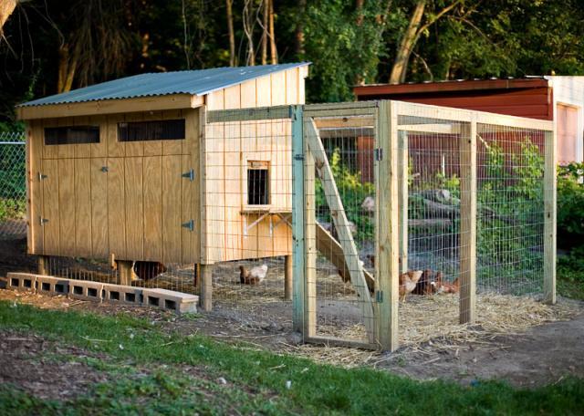 Pallet Coop Hybrid BackYard Chickens