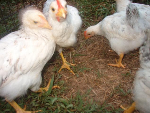 61450_im002877.jpg