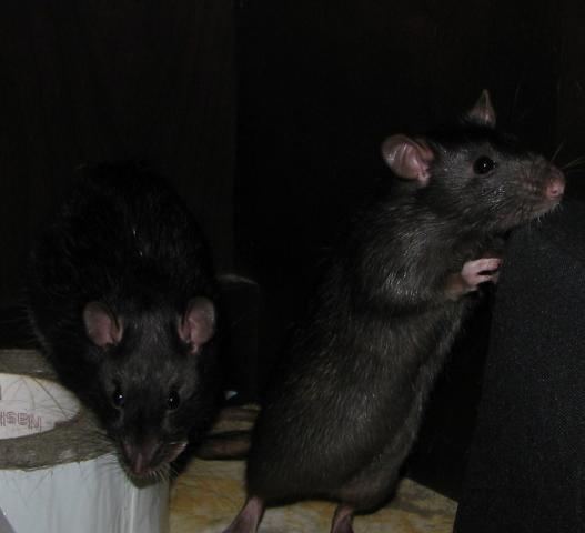61450_img_3957.jpg