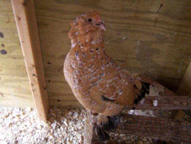 6152_chickens_2010_050.jpg