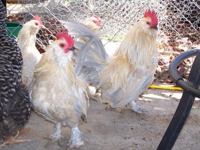 6152_chickens_2010_068.jpg